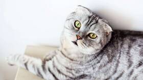 Зачем нужен паспорт коту в Serge